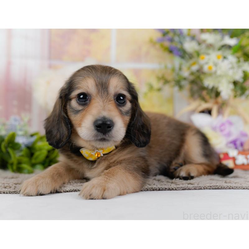 販売中の神奈川県のミニチュアダックスフンド(ロングヘアード)-449718の10枚目