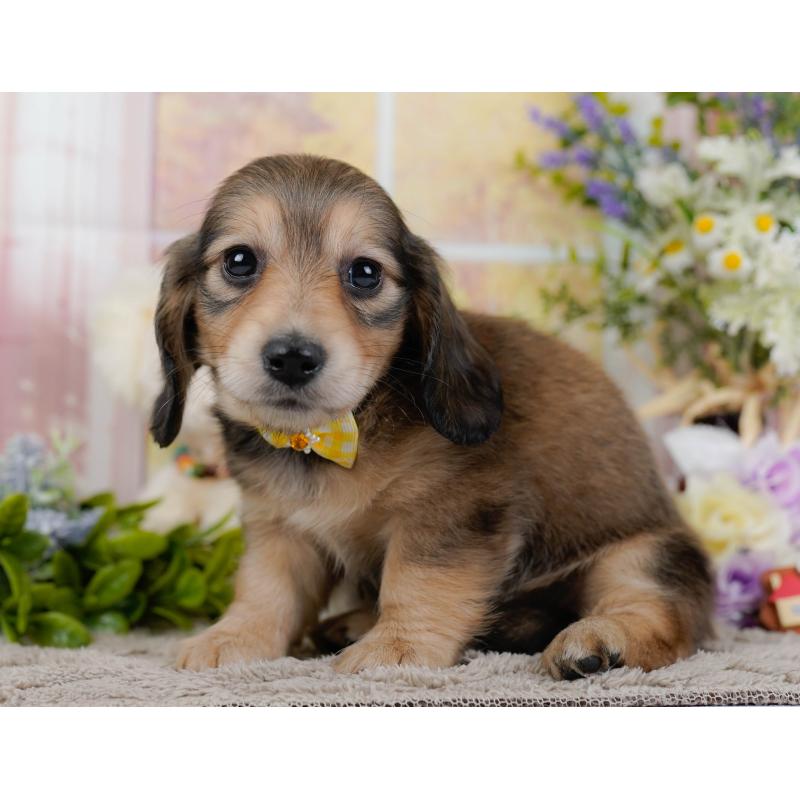 販売中の神奈川県のミニチュアダックスフンド(ロングヘアード)-449718の9枚目