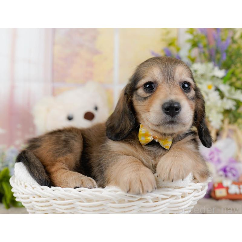 販売中の神奈川県のミニチュアダックスフンド(ロングヘアード)-449718の7枚目