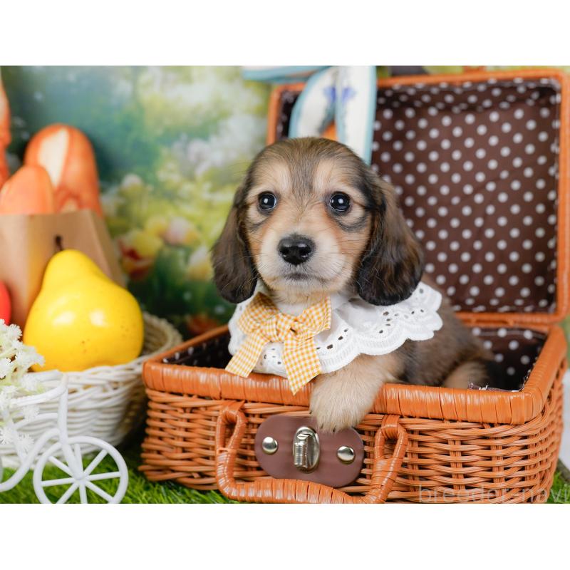 販売中の神奈川県のミニチュアダックスフンド(ロングヘアード)-449718の6枚目