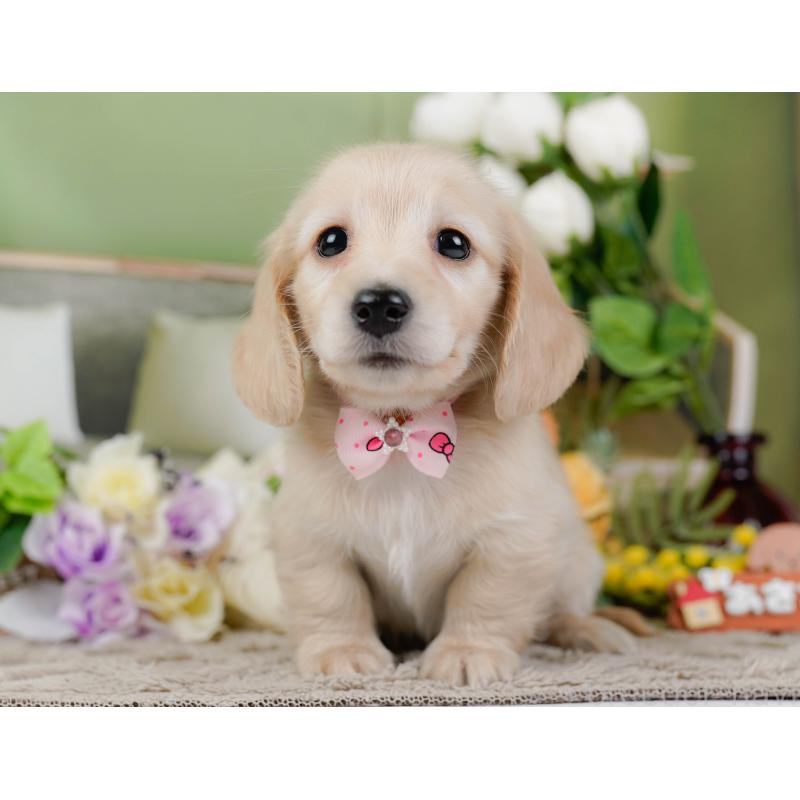 販売中の神奈川県のミニチュアダックスフンド(ロングヘアード)-449723の13枚目