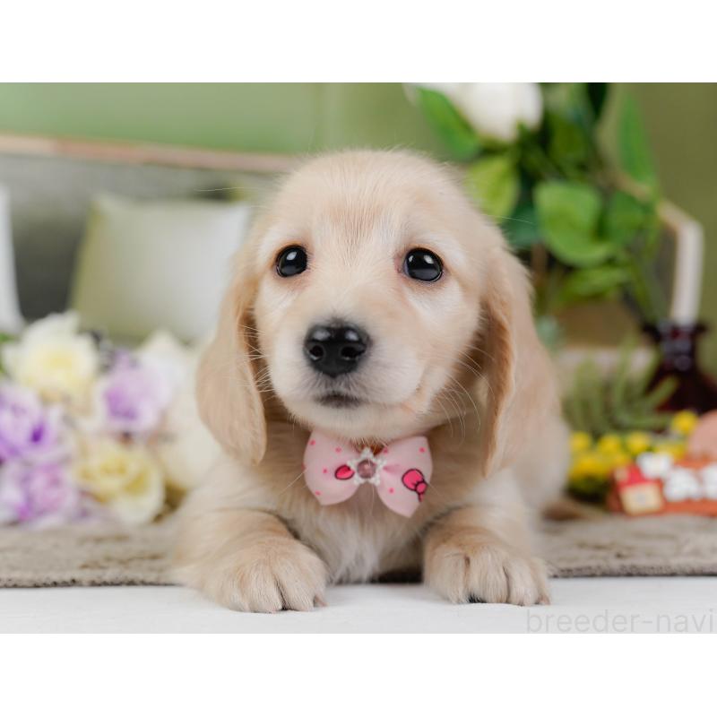 販売中の神奈川県のミニチュアダックスフンド(ロングヘアード)-449723の12枚目