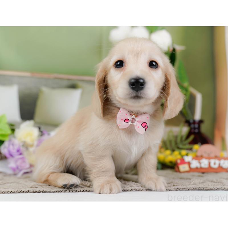 販売中の神奈川県のミニチュアダックスフンド(ロングヘアード)-449723の10枚目