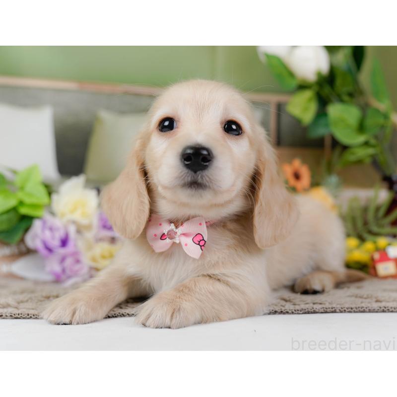 販売中の神奈川県のミニチュアダックスフンド(ロングヘアード)-449723の8枚目