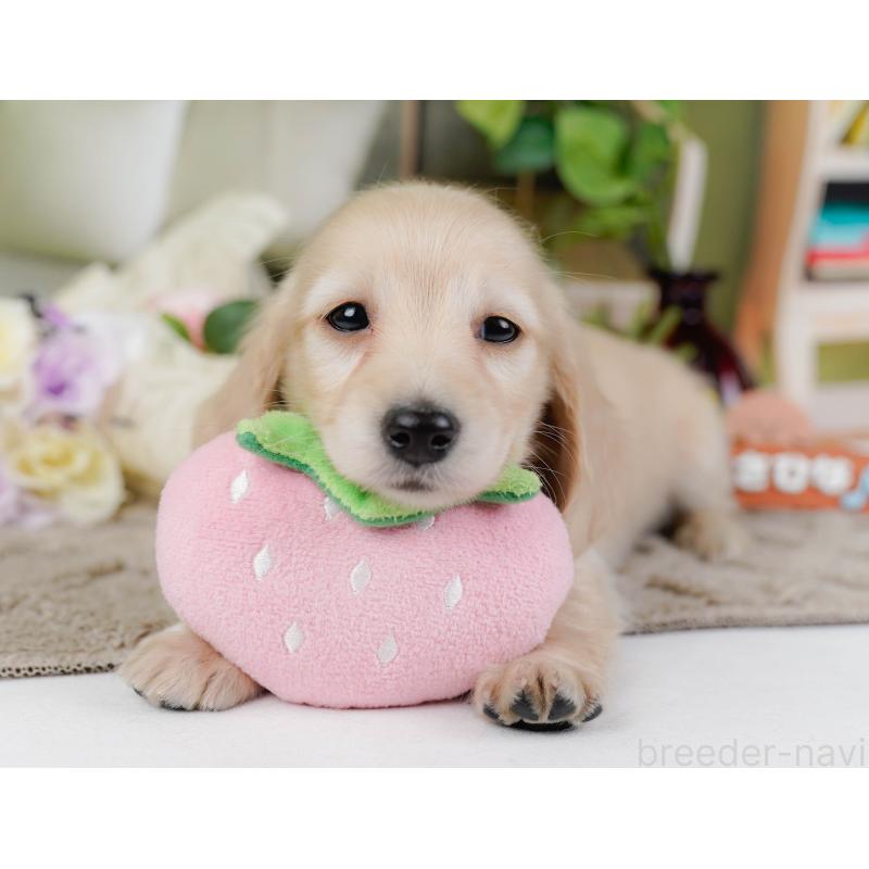 販売中の神奈川県のミニチュアダックスフンド(ロングヘアード)-449723の7枚目