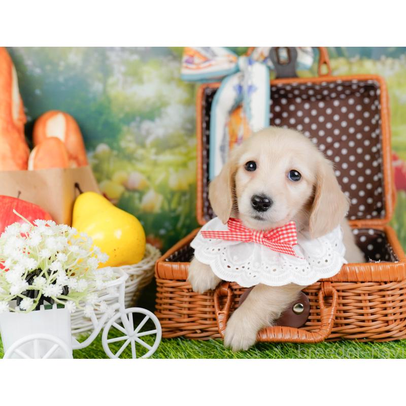 販売中の神奈川県のミニチュアダックスフンド(ロングヘアード)-449723の6枚目