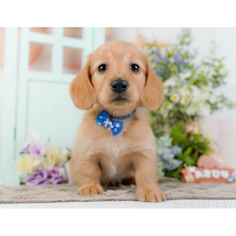 販売中の神奈川県のミニチュアダックスフンド(ロングヘアード)-449725の13枚目