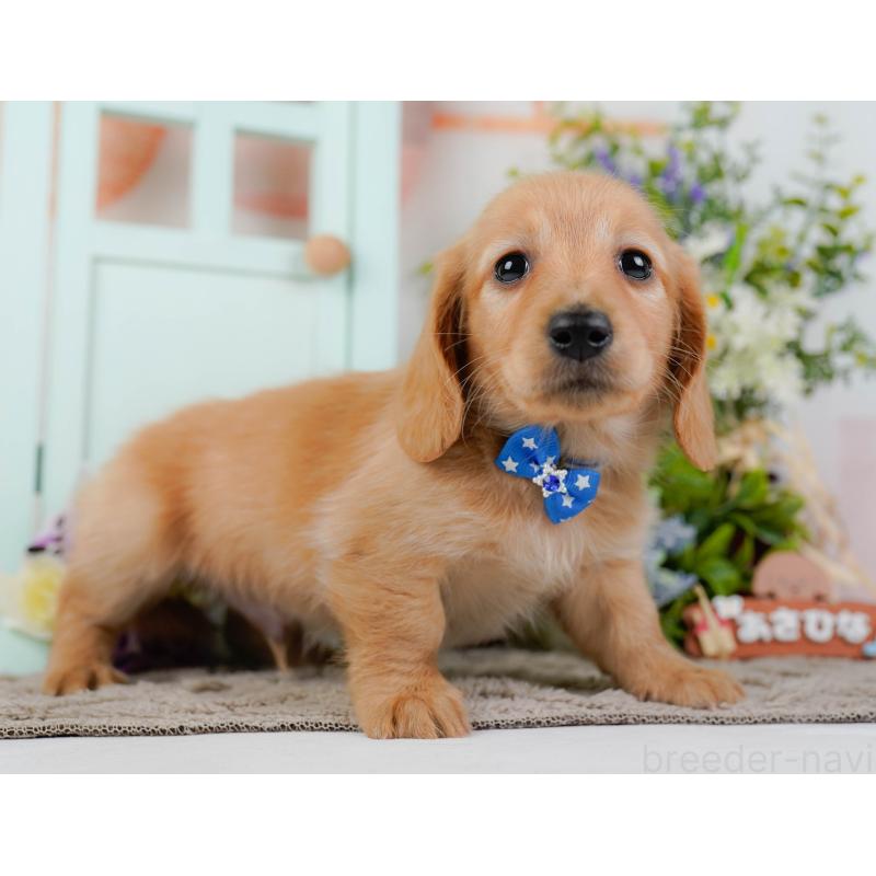 販売中の神奈川県のミニチュアダックスフンド(ロングヘアード)-449725の12枚目