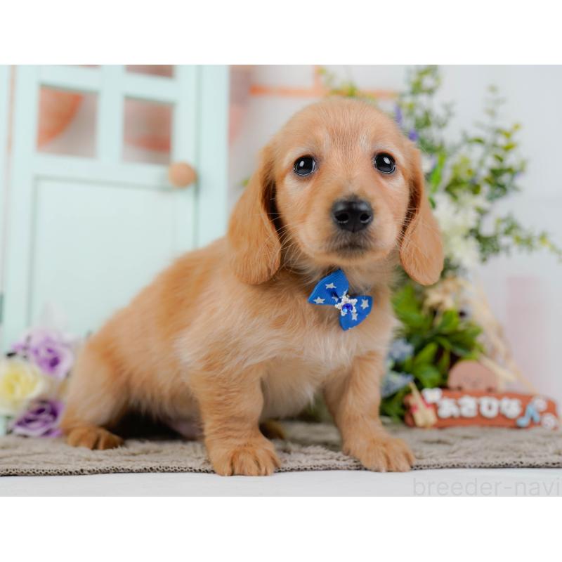 販売中の神奈川県のミニチュアダックスフンド(ロングヘアード)-449725の11枚目