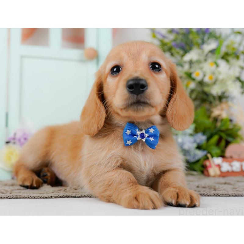 販売中の神奈川県のミニチュアダックスフンド(ロングヘアード)-449725の10枚目