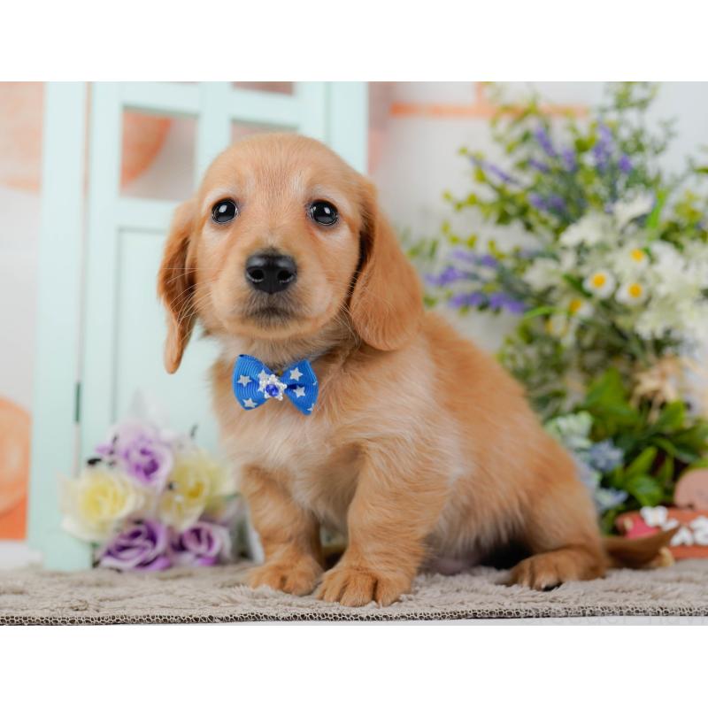 販売中の神奈川県のミニチュアダックスフンド(ロングヘアード)-449725の9枚目