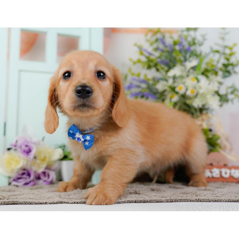 販売中の神奈川県のミニチュアダックスフンド(ロングヘアード)-449725の8枚目