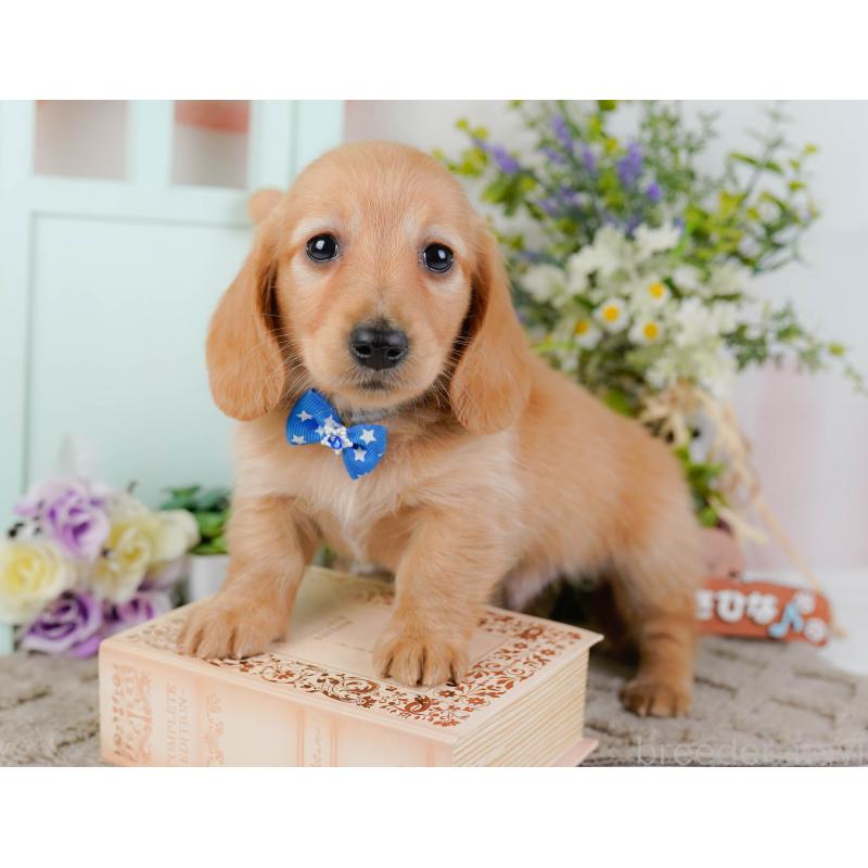 販売中の神奈川県のミニチュアダックスフンド(ロングヘアード)-449725の7枚目