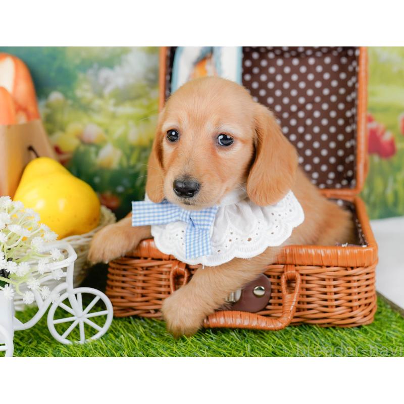 販売中の神奈川県のミニチュアダックスフンド(ロングヘアード)-449725の6枚目