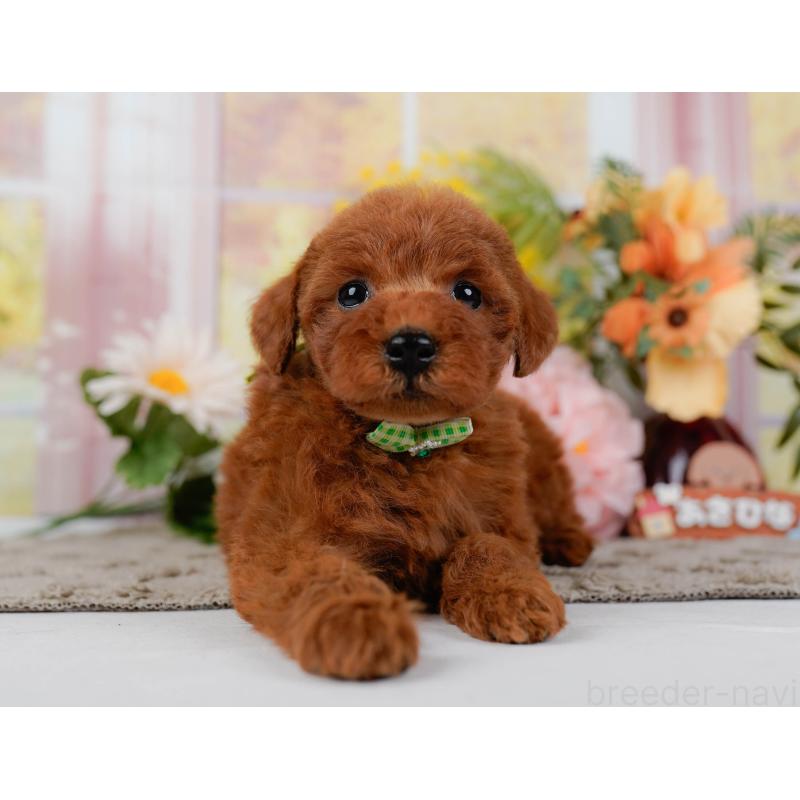 販売中の神奈川県のトイプードル-449689の13枚目