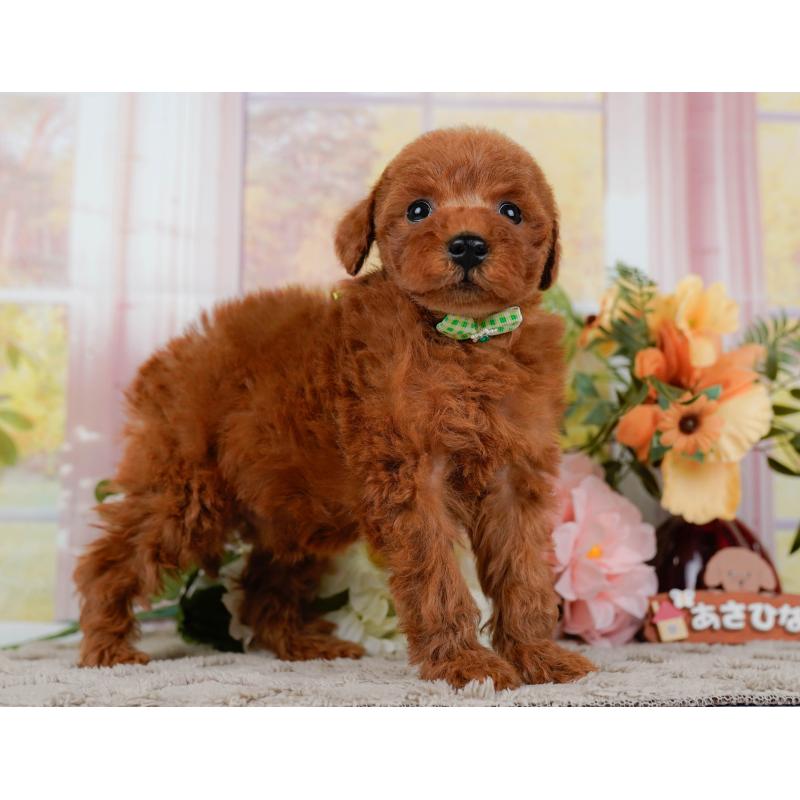 販売中の神奈川県のトイプードル-449689の12枚目