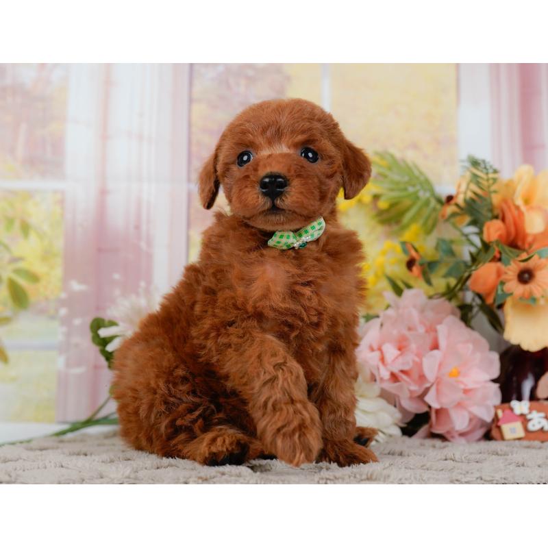 販売中の神奈川県のトイプードル-449689の11枚目