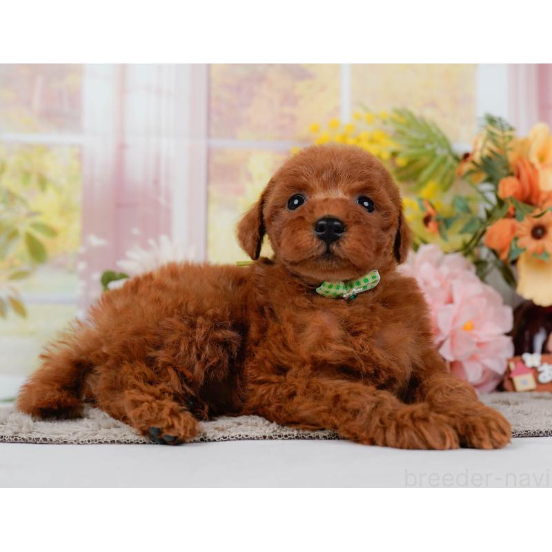 販売中の神奈川県のトイプードル-449689の10枚目