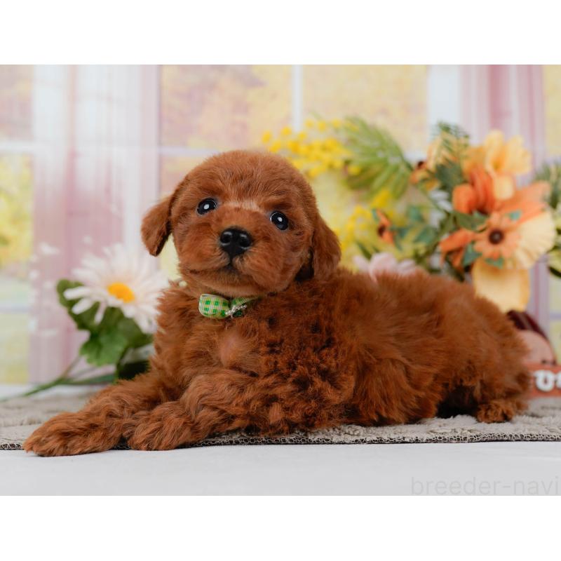 販売中の神奈川県のトイプードル-449689の9枚目