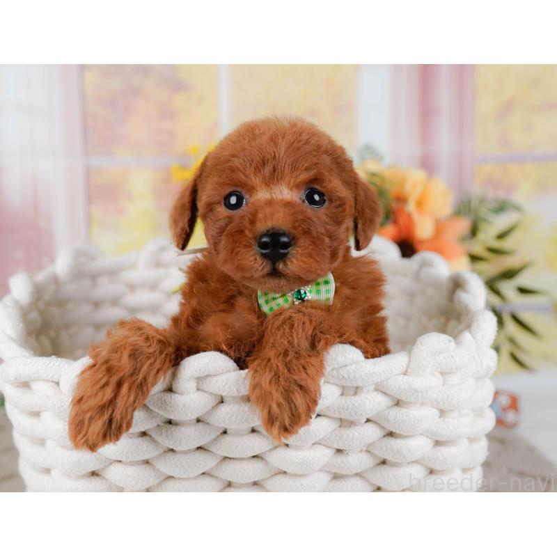 販売中の神奈川県のトイプードル-449689の7枚目