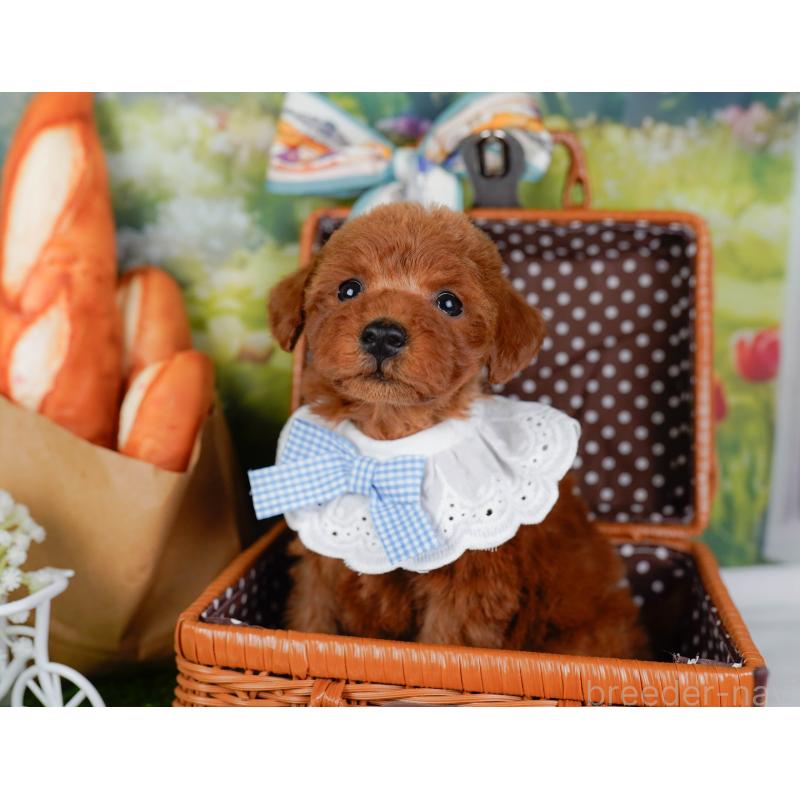 販売中の神奈川県のトイプードル-449689の6枚目