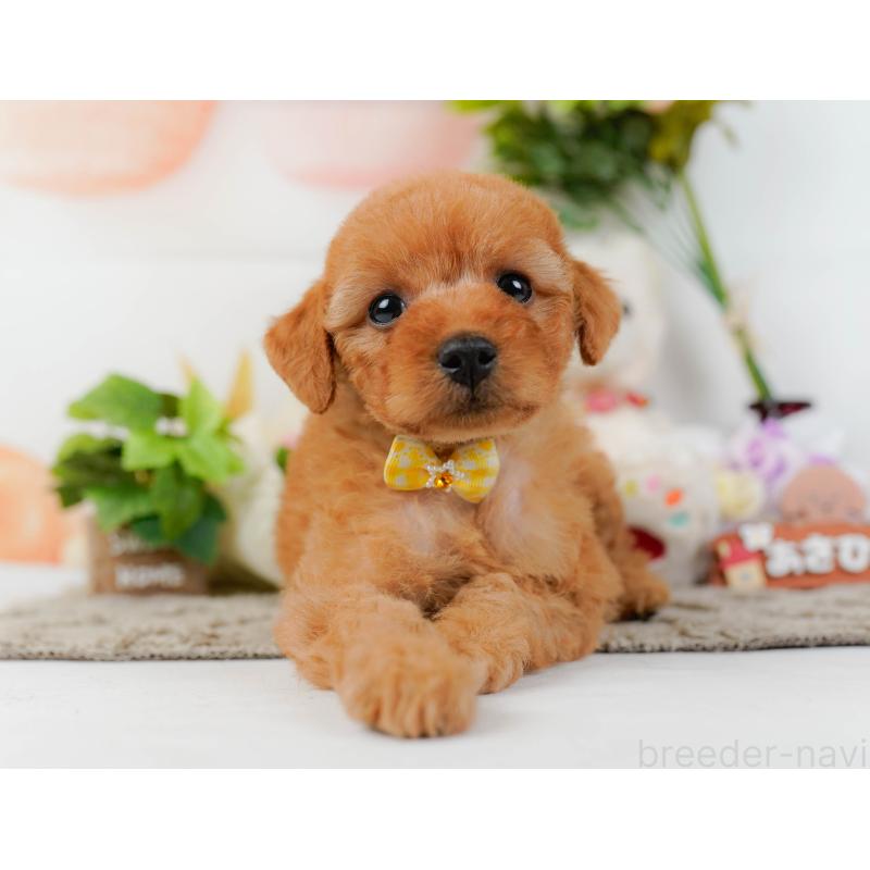 販売中の神奈川県のトイプードル-449693の12枚目