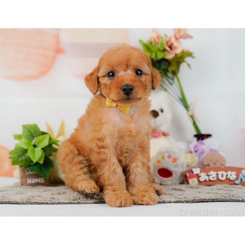 販売中の神奈川県のトイプードル-449693の11枚目