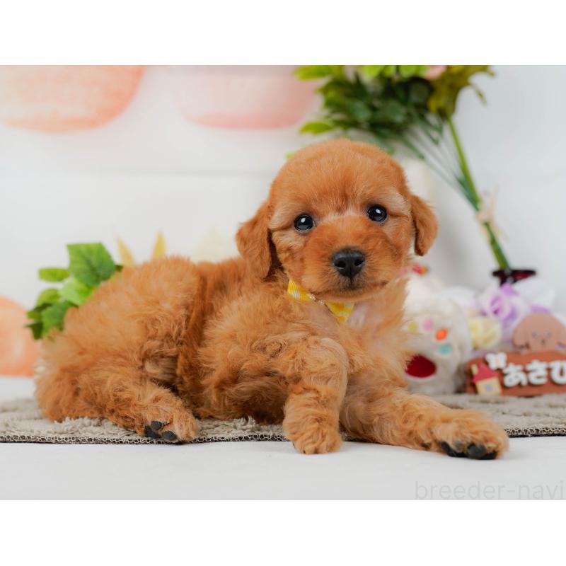 販売中の神奈川県のトイプードル-449693の10枚目