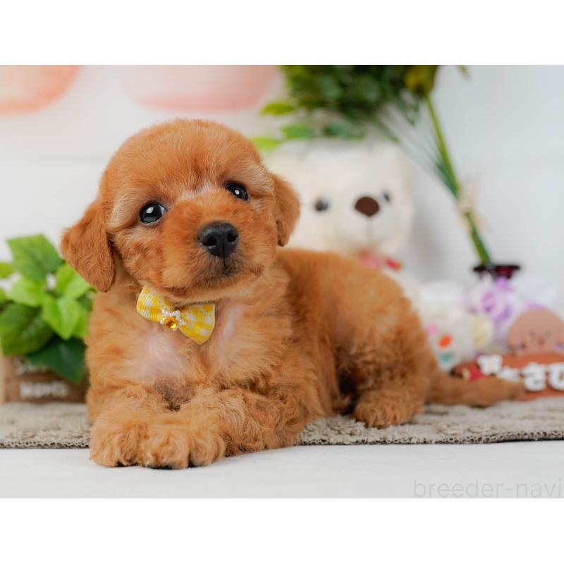 販売中の神奈川県のトイプードル-449693の8枚目