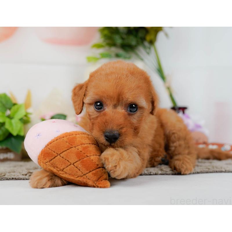 販売中の神奈川県のトイプードル-449693の7枚目