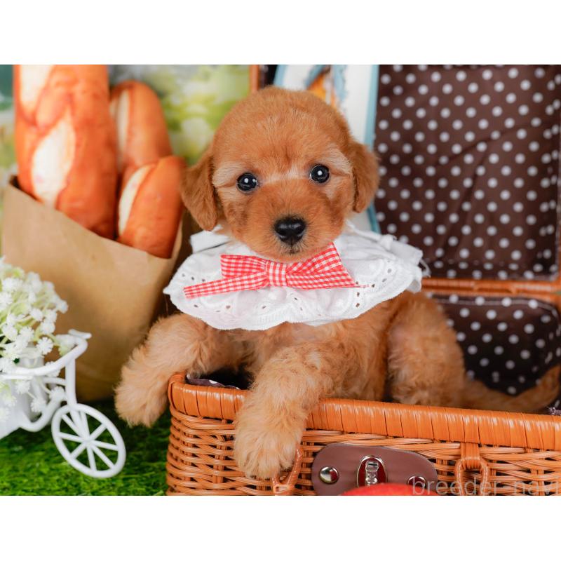 販売中の神奈川県のトイプードル-449693の6枚目