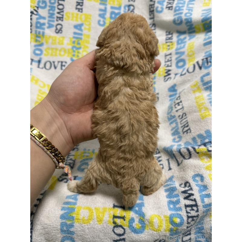 販売中の岡山県のトイプードル-449405の7枚目