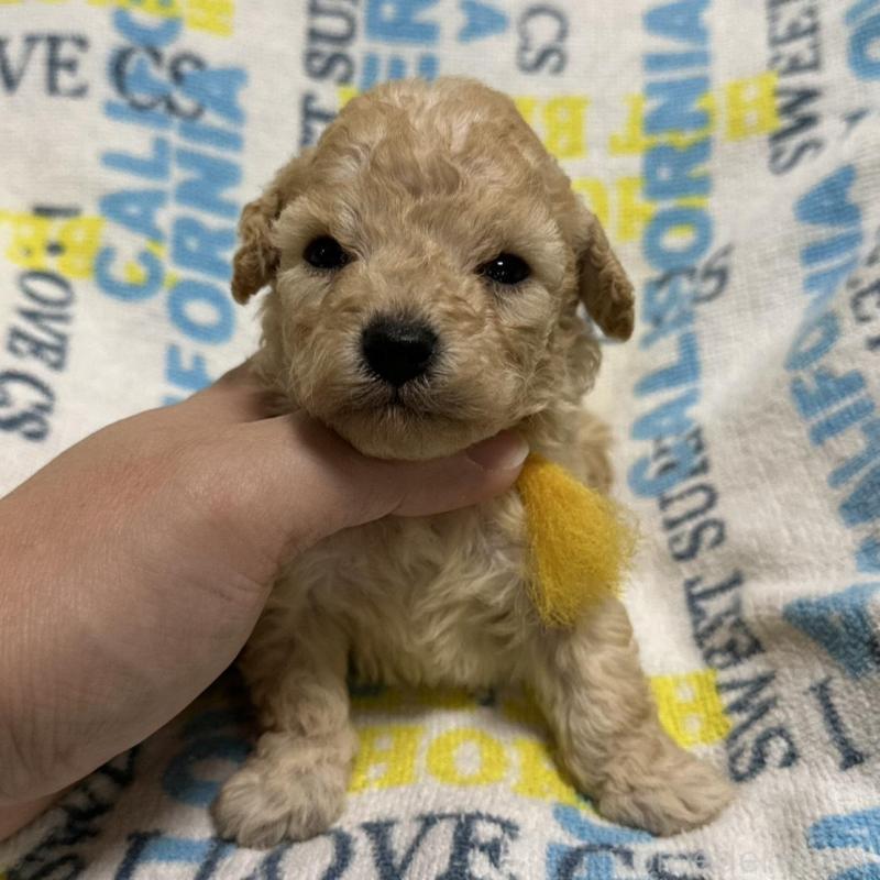 販売中の岡山県のトイプードル-449405