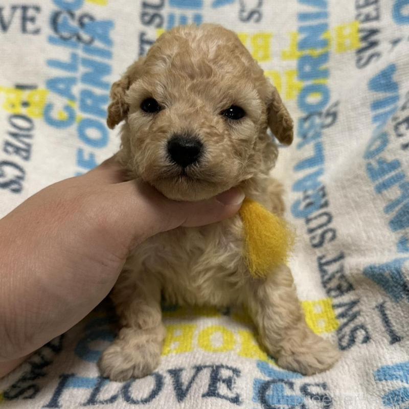 販売中の岡山県のトイプードル-449405の6枚目