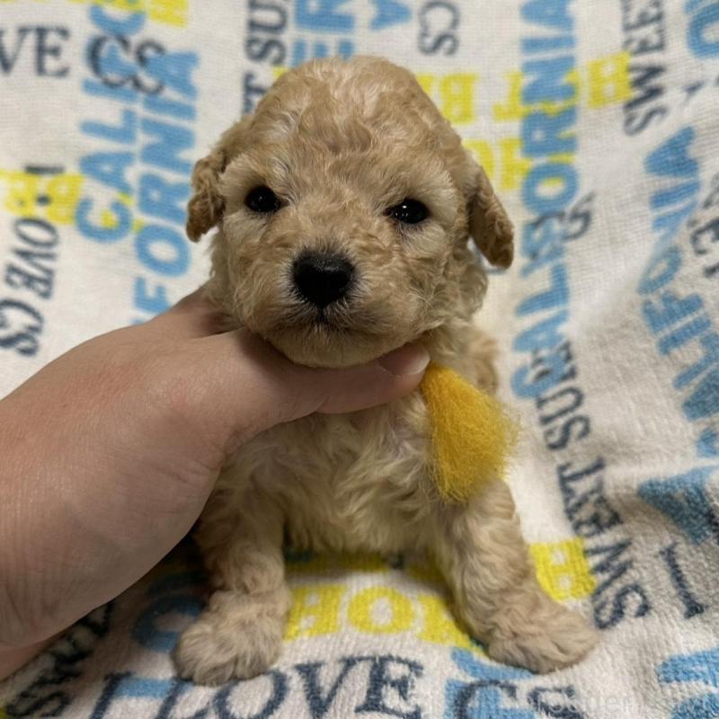 販売中の岡山県のトイプードル-449405の5枚目