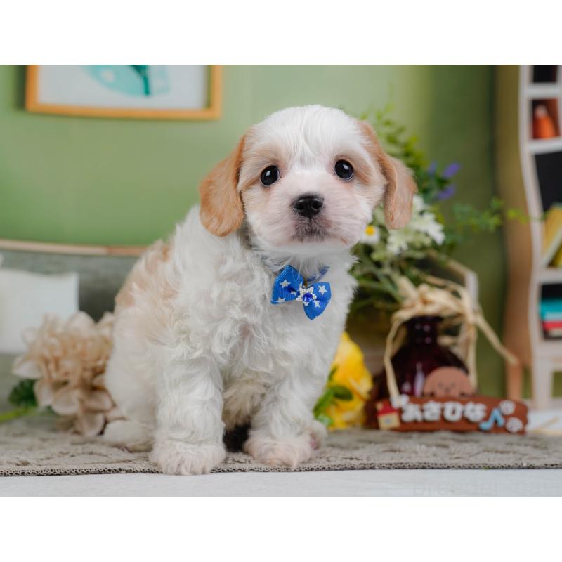 販売中の神奈川県のミックス犬-449675の13枚目