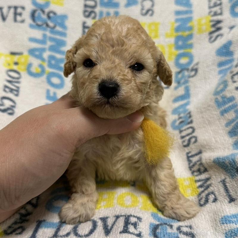 販売中の岡山県のトイプードル-449405の4枚目