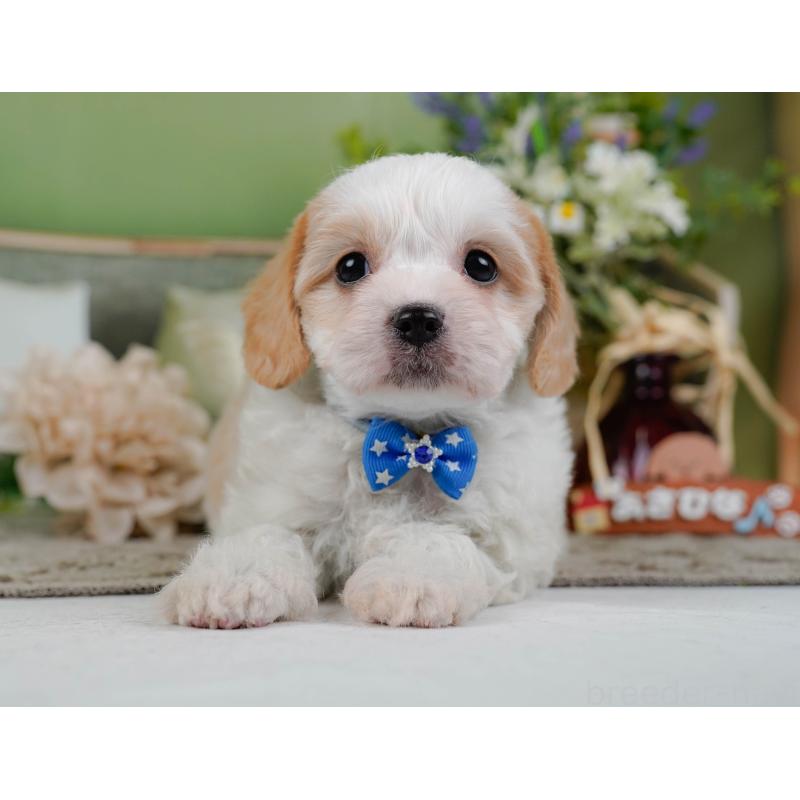 販売中の神奈川県のミックス犬-449675の12枚目