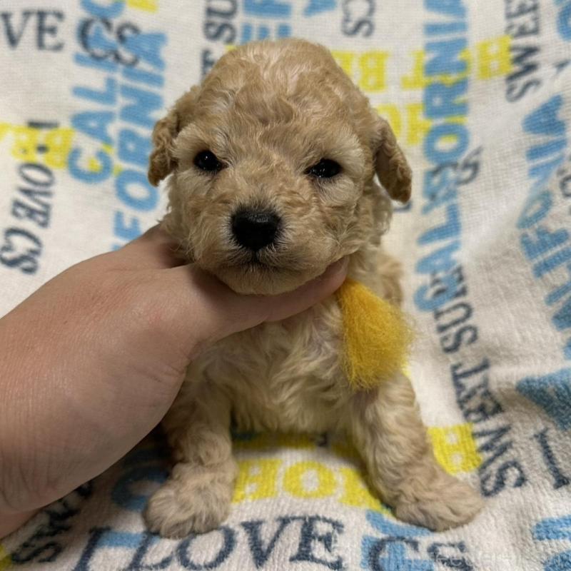 販売中の岡山県のトイプードル-449405の3枚目