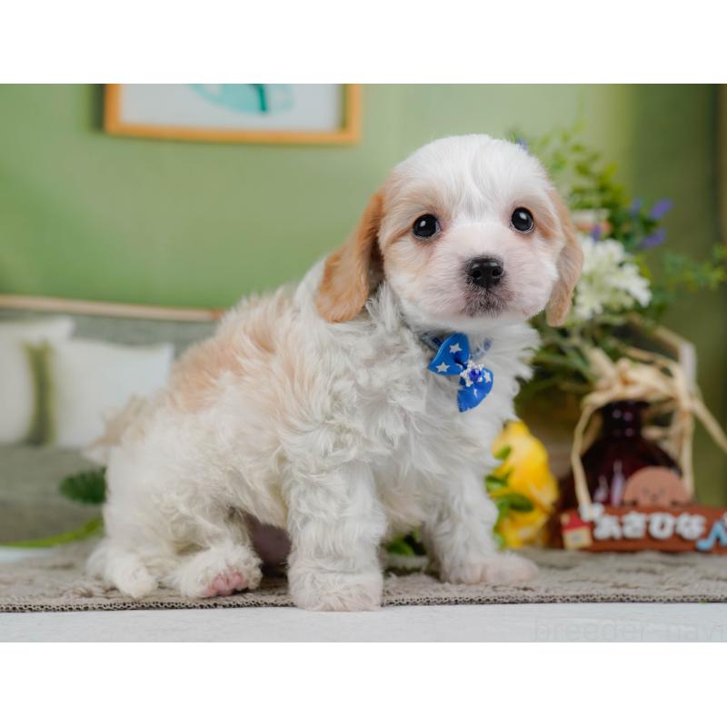 販売中の神奈川県のミックス犬-449675の11枚目