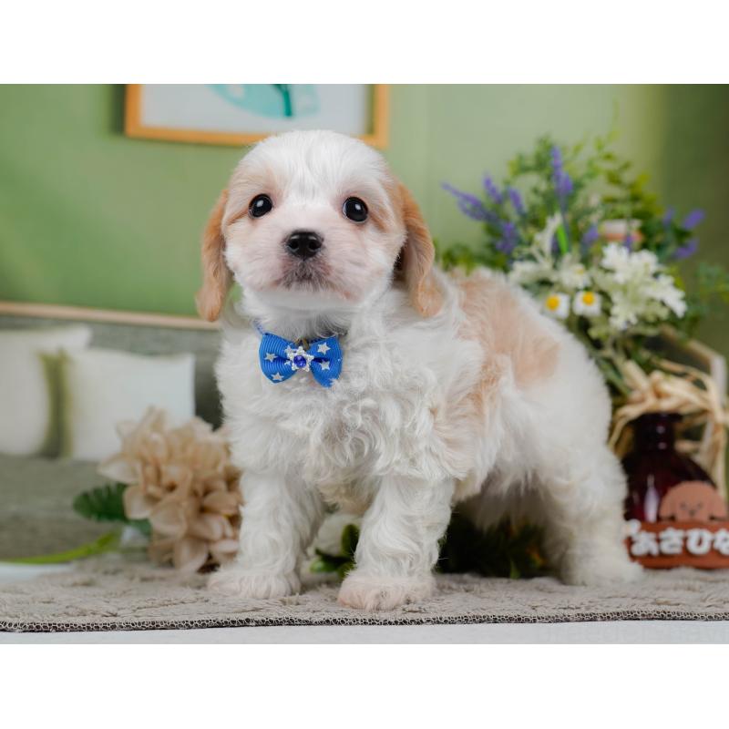 販売中の神奈川県のミックス犬-449675の10枚目