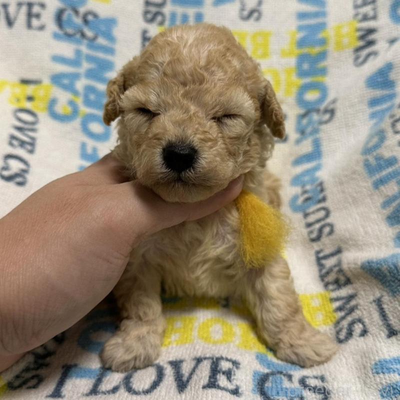 販売中の岡山県のトイプードル-449405の2枚目