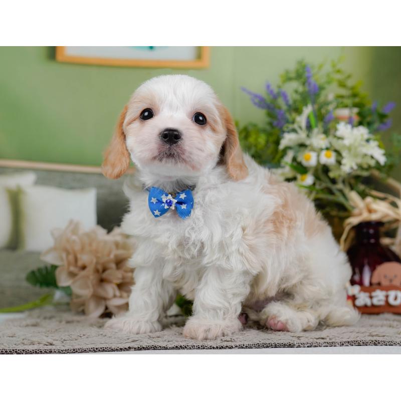 販売中の神奈川県のミックス犬-449675の9枚目