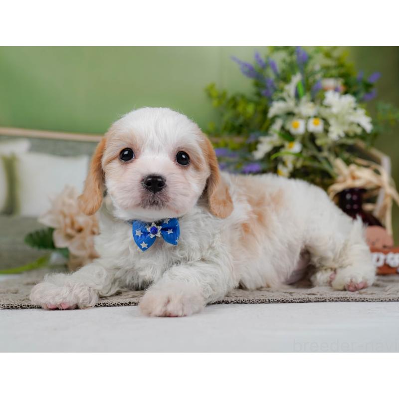 販売中の神奈川県のミックス犬-449675の8枚目