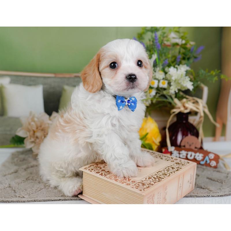 販売中の神奈川県のミックス犬-449675の7枚目