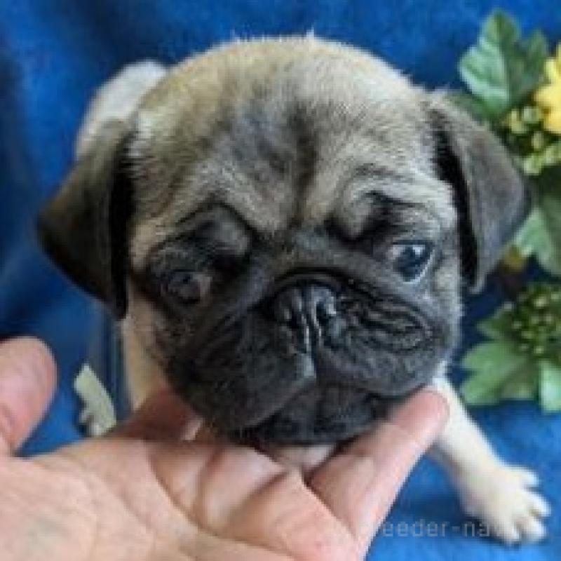 販売中の鹿児島県のパグ-449406の4枚目