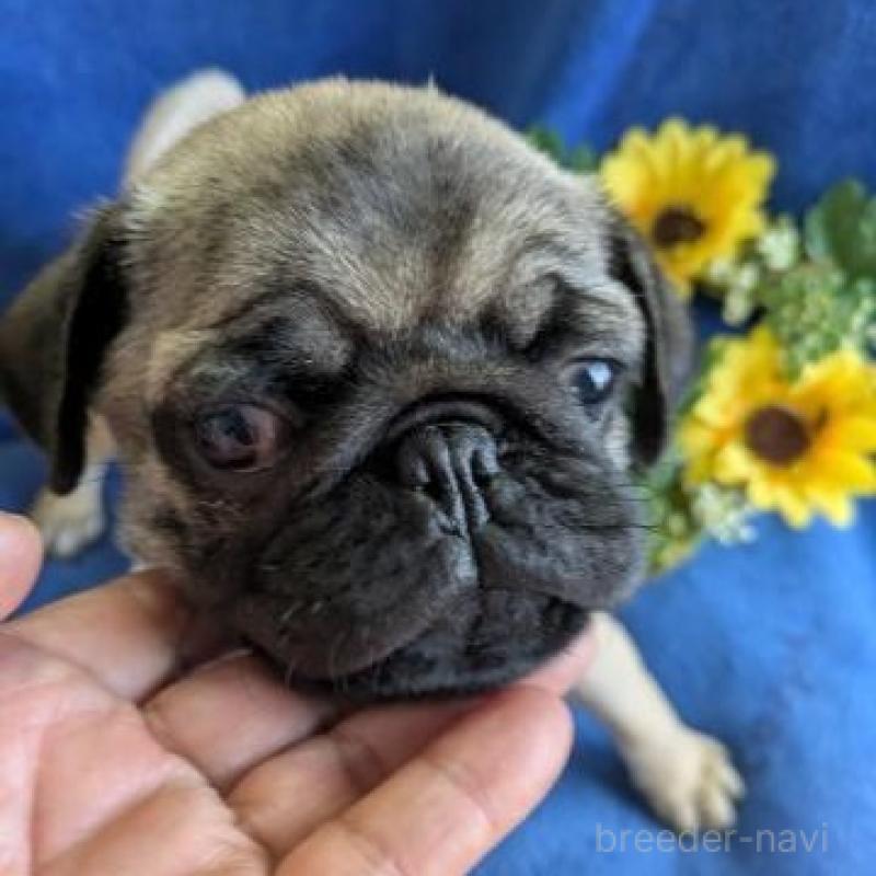 販売中の鹿児島県のパグ-449406の3枚目