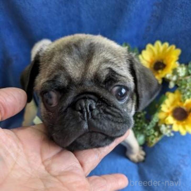 販売中の鹿児島県のパグ-449406の2枚目