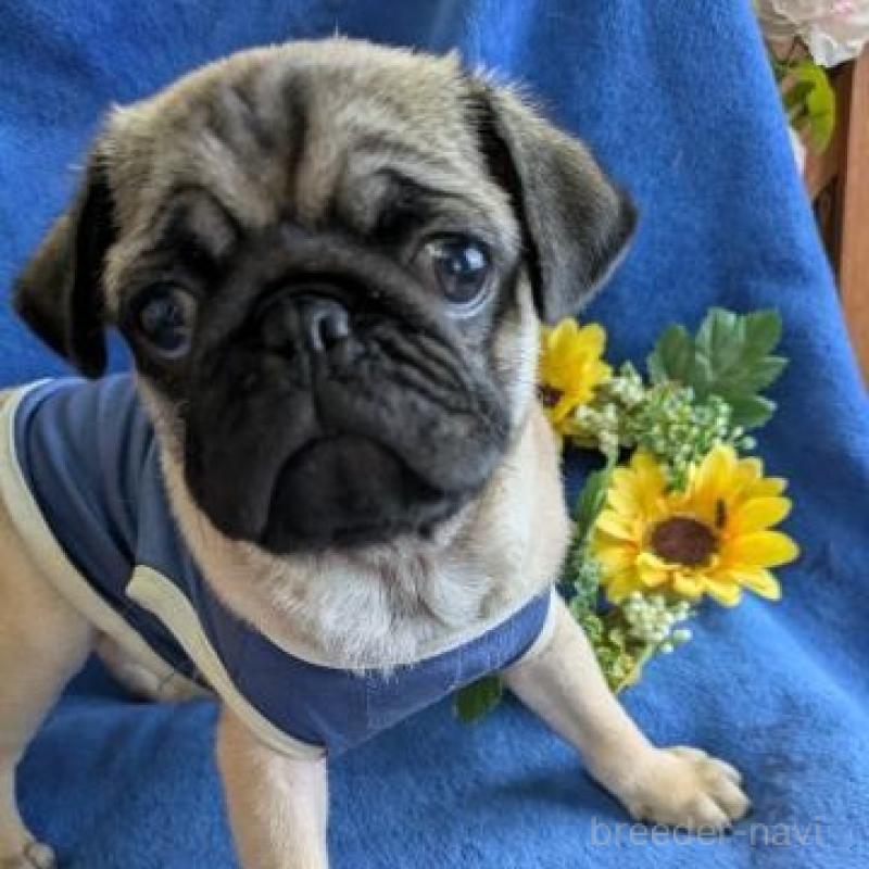 販売中の鹿児島県のパグ-449406の1枚目