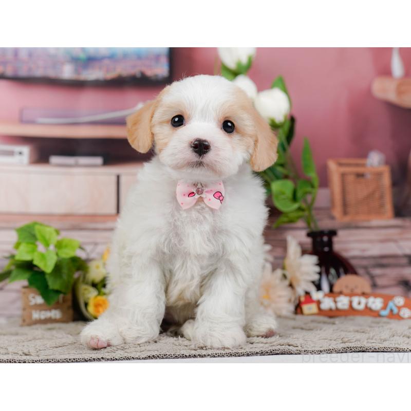 販売中の神奈川県のミックス犬-449676の13枚目